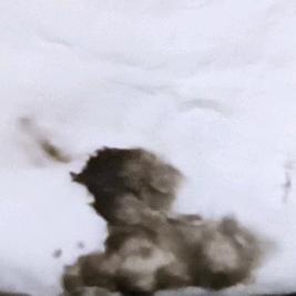 赵白赤