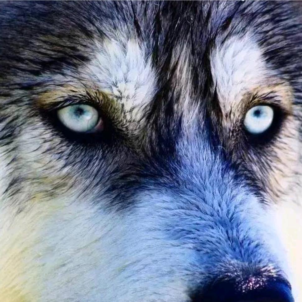 狼的眼睛是白的