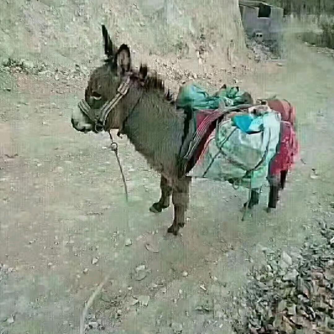 青年王子