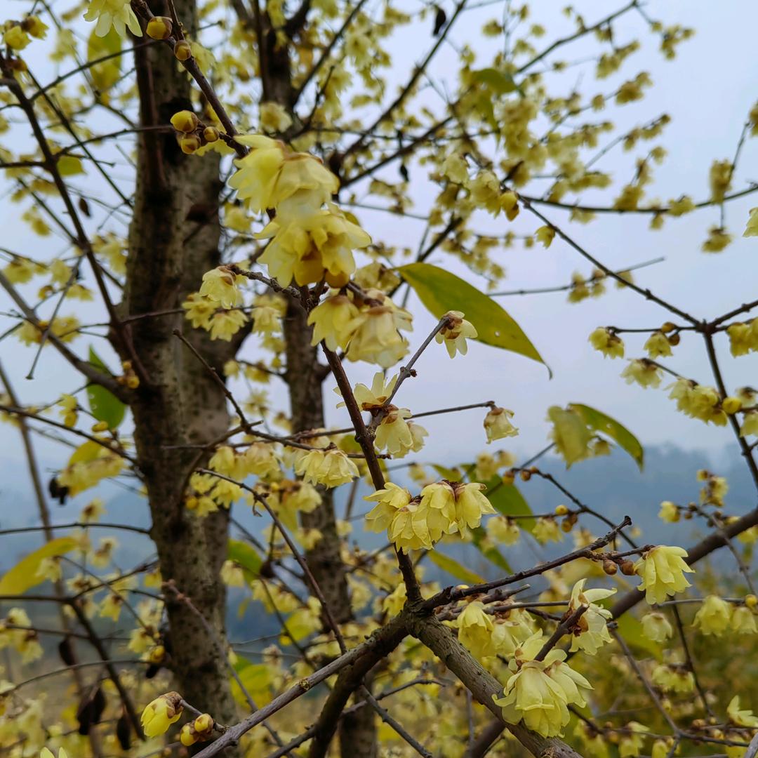 大小工程机械出租