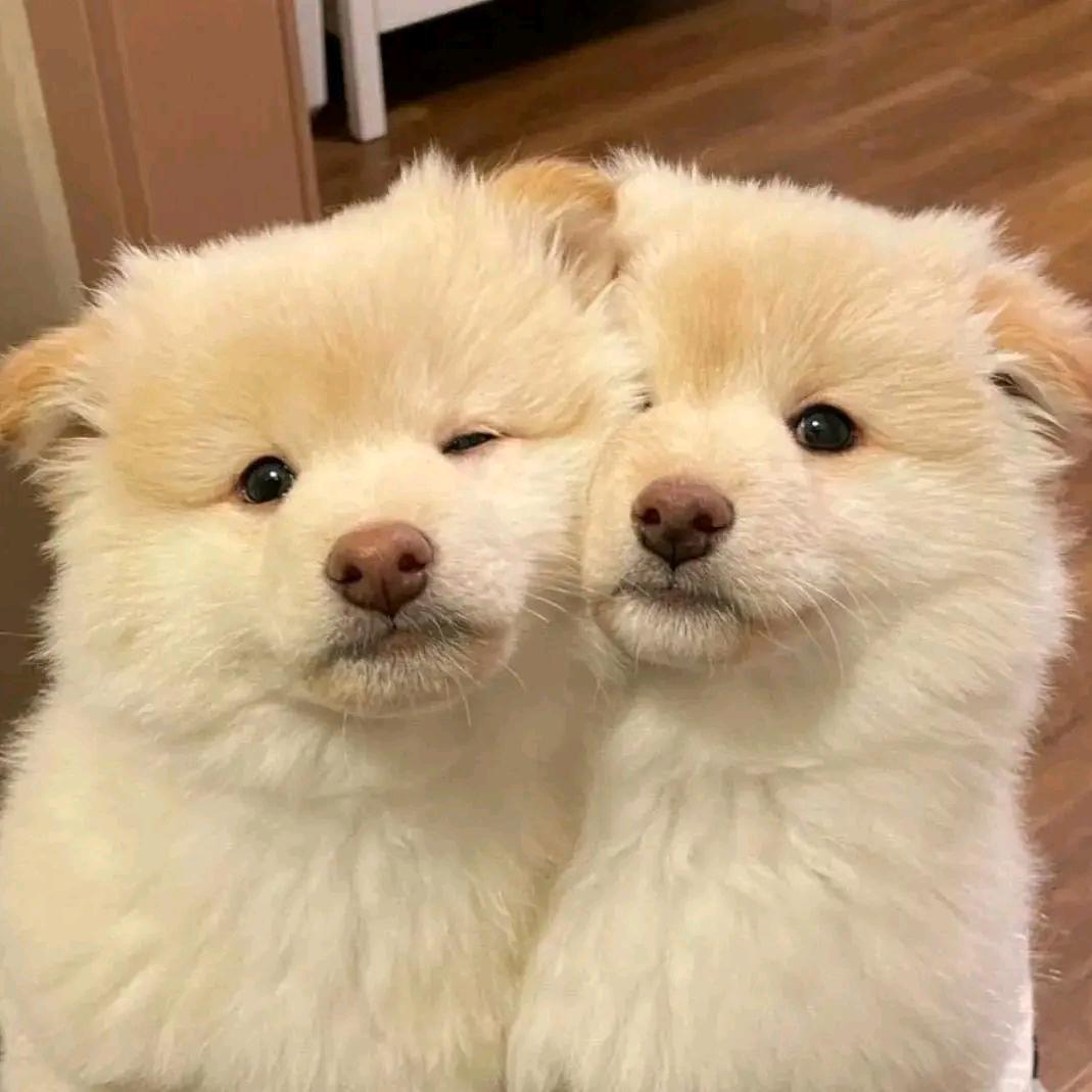 兔叽的不离
