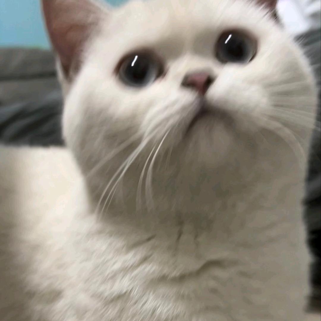 年年很粘人🐱（涨粉版）