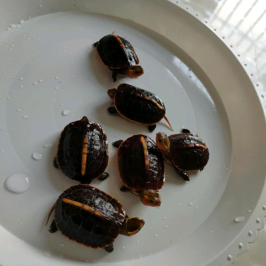 安徽皖南安缘老曹（有缘人）