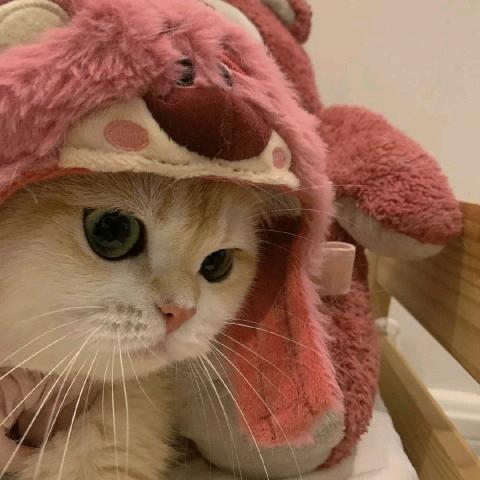熹嘉婉