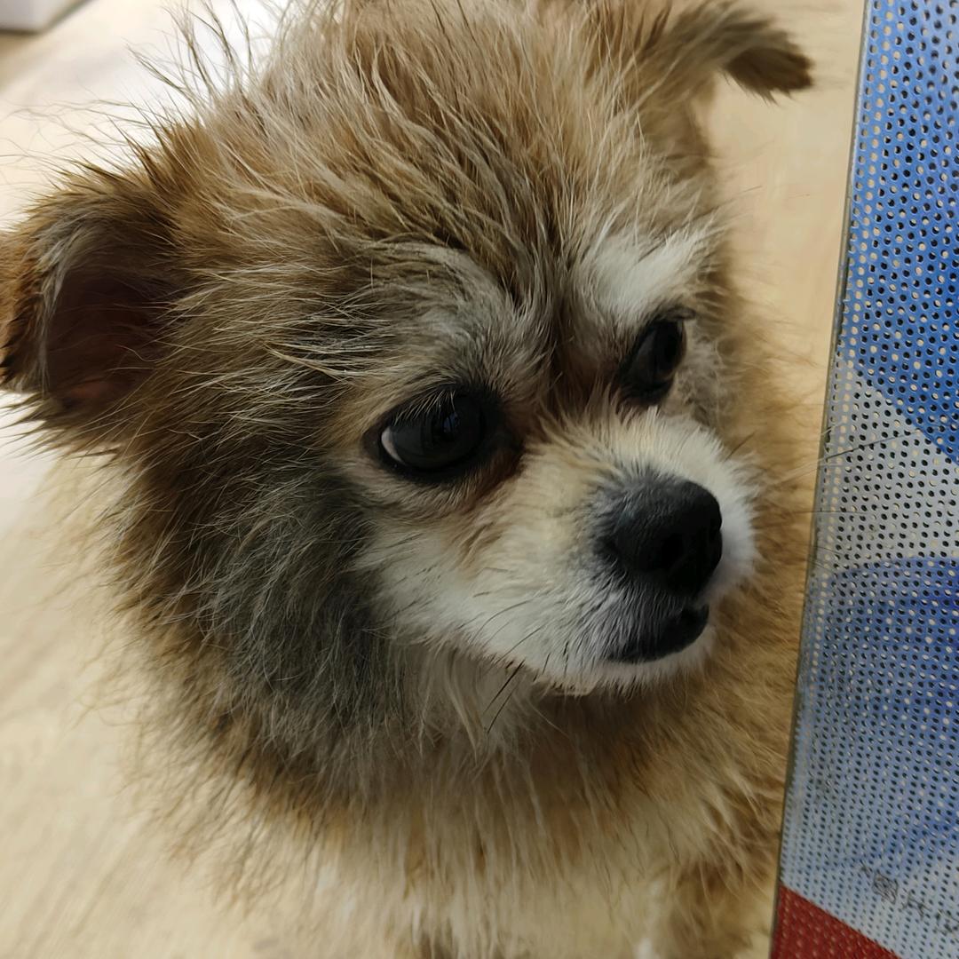 南充手机一台也批发 二手机估价