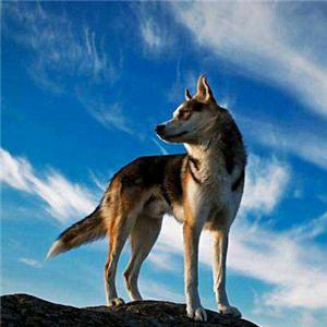 三爷🐺，狼千岁