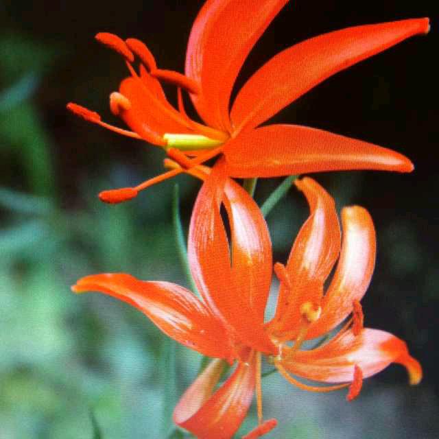 🌺迎春花