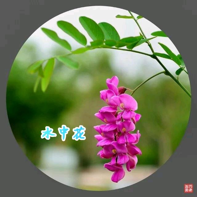 水中花