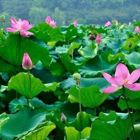 六月莲花（拒私聊）