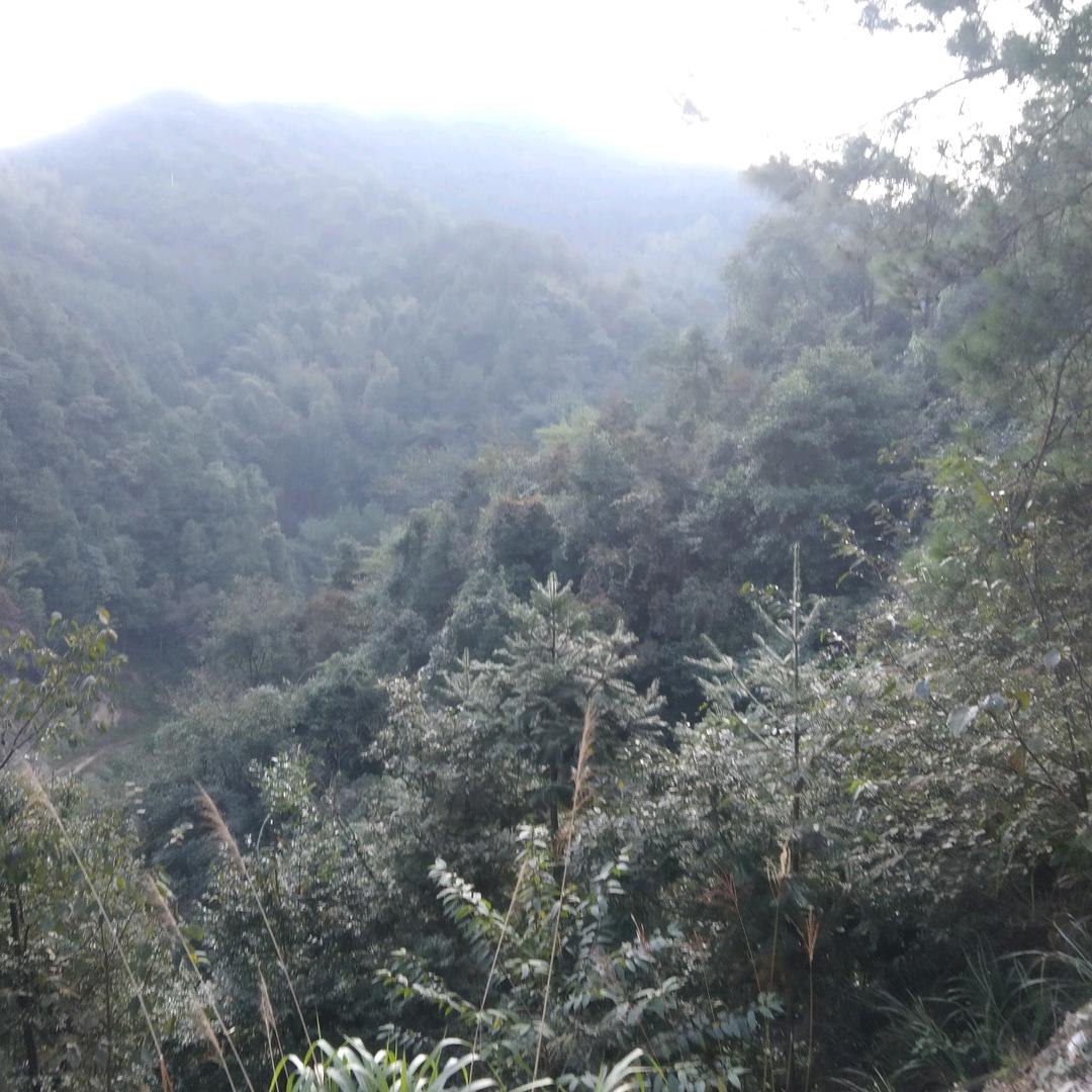 执着梦念