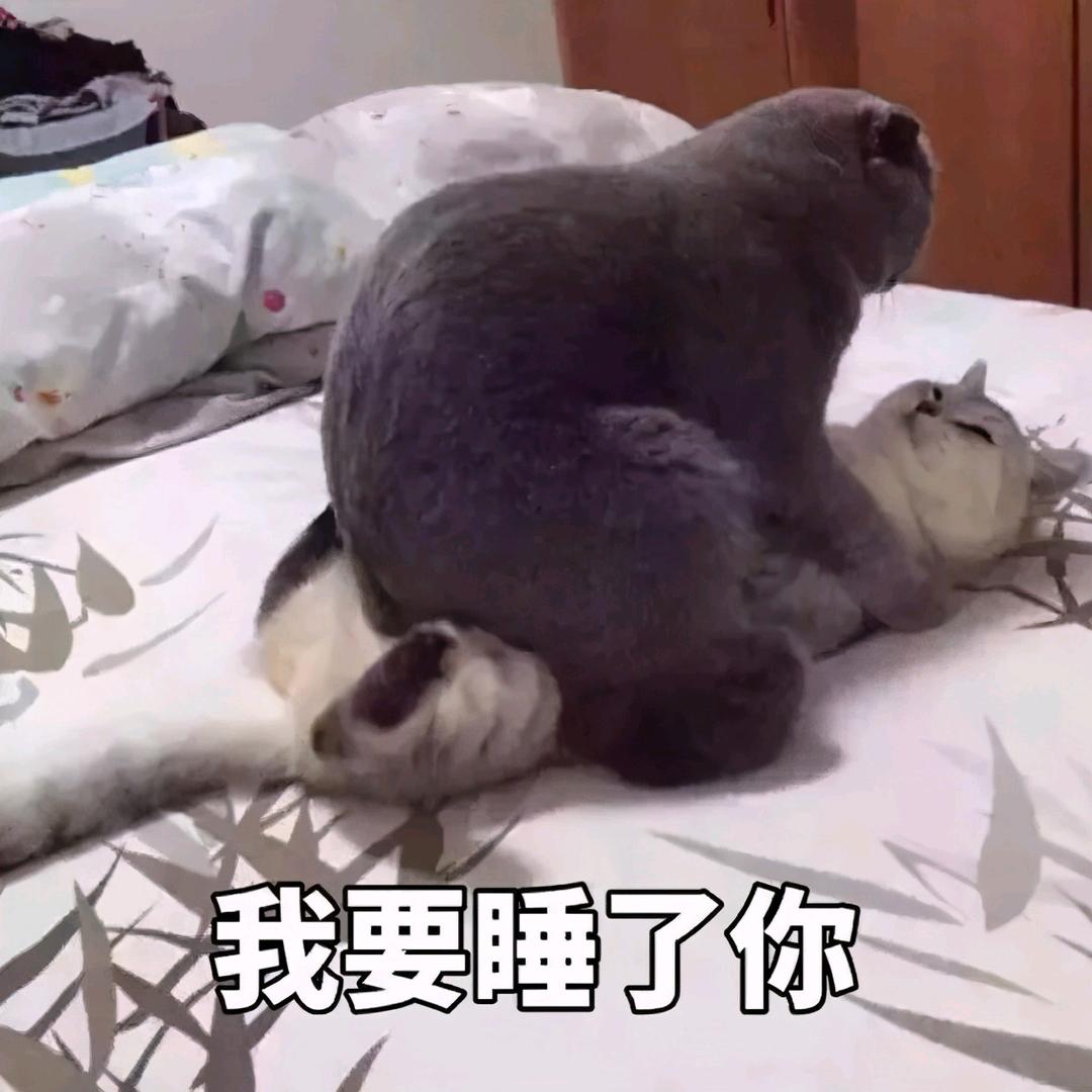 妤子◆薇眠
