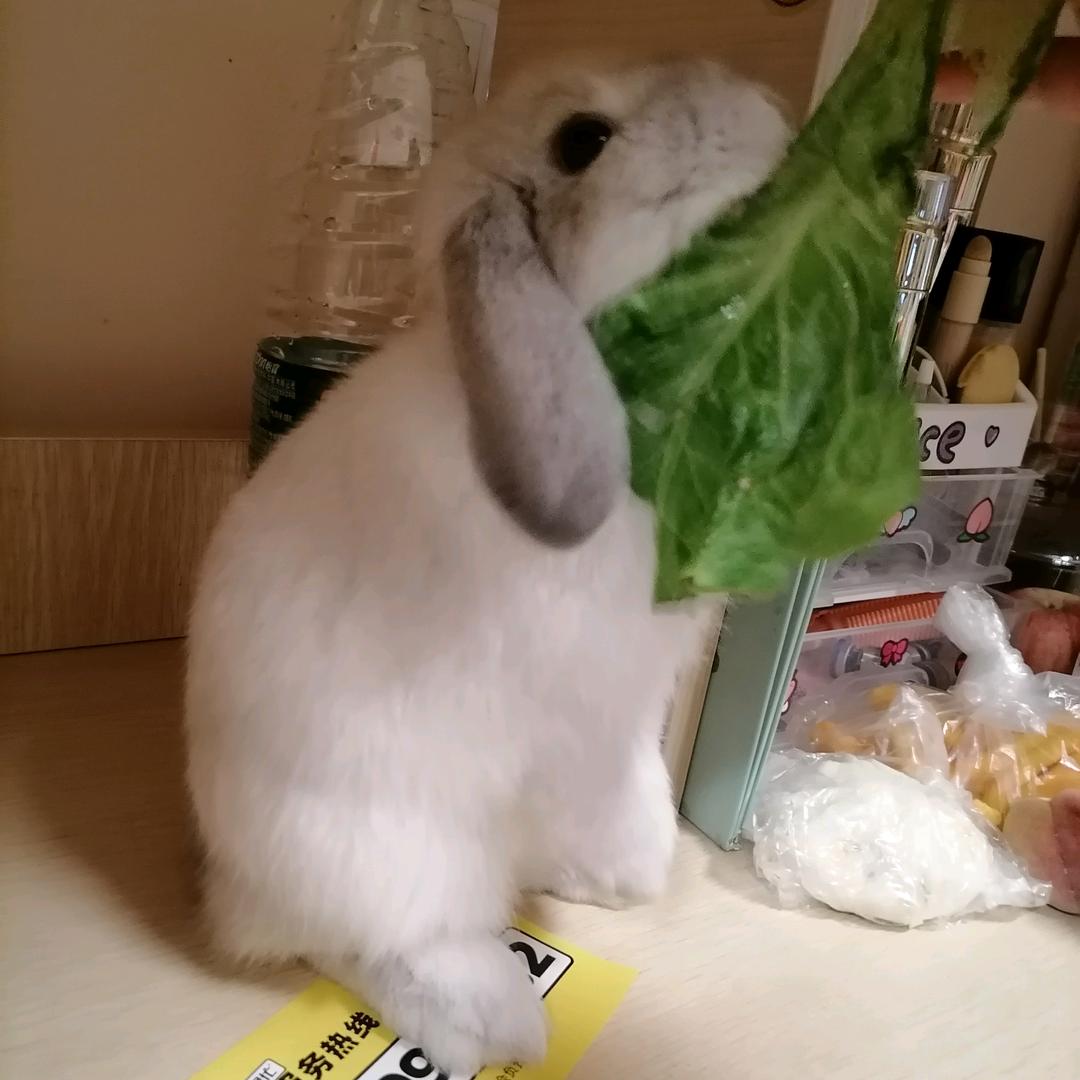 种花家的小土堆