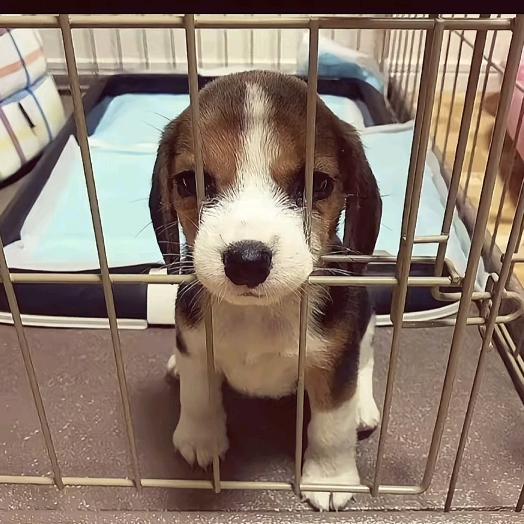 刻薄的爆炒香菇