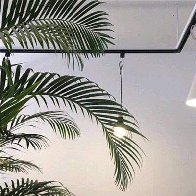 柔和·種子酒洪斌平价超市虎直播号