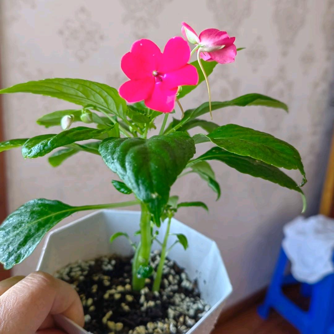 羲樾成双