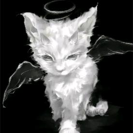 猪咪