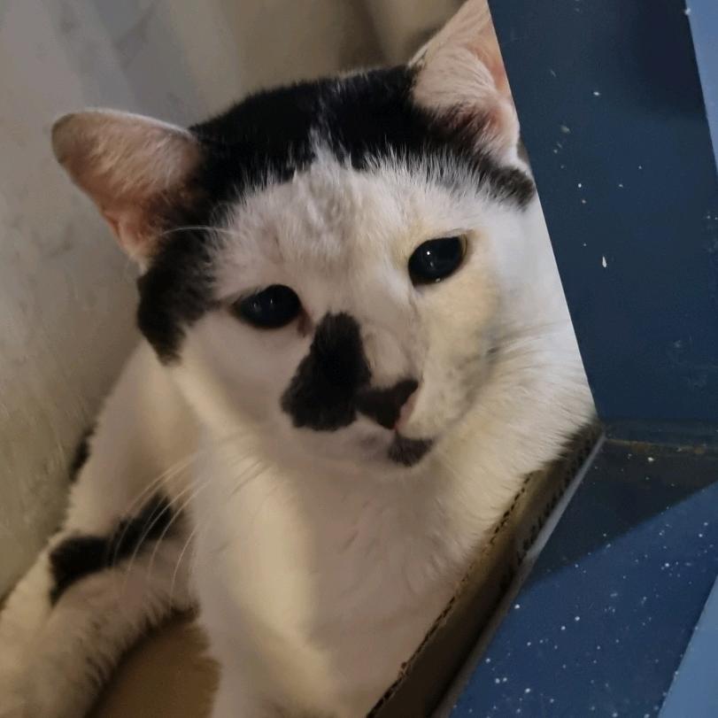 爱哭的歌舞伎町mayu