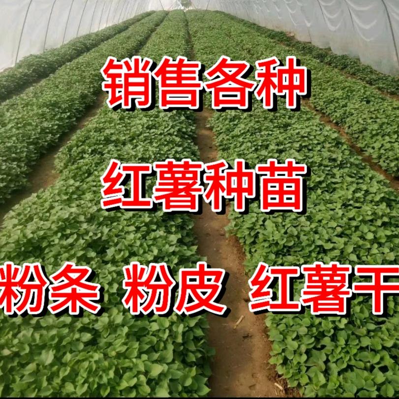 信阳鑫鑫薯业有限公司