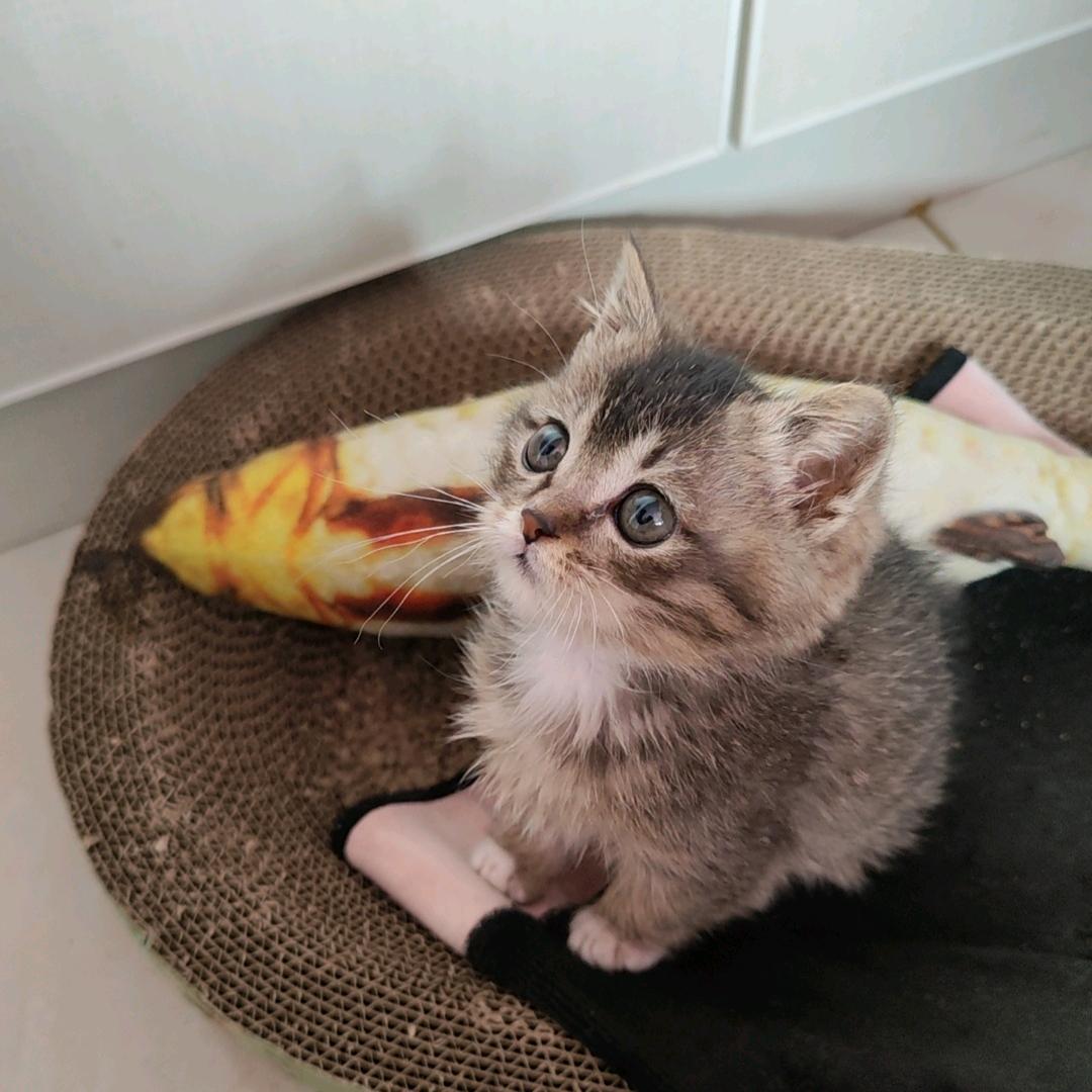 会发光的草莓蛋糕