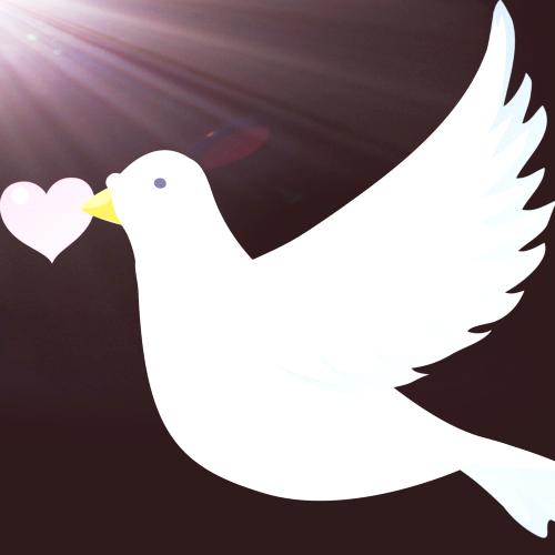 永城  —  浩 天(观赏鸽宠物猫）