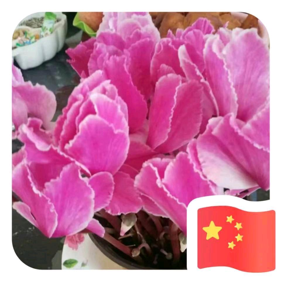 幸福来敲门1315