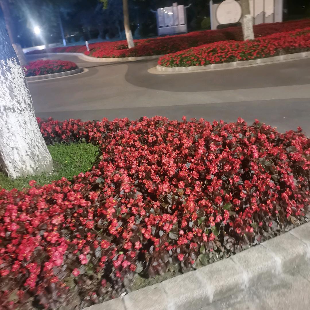 染指劉年
