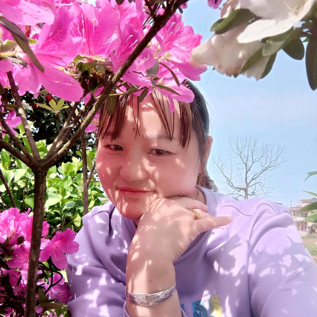 红茶花