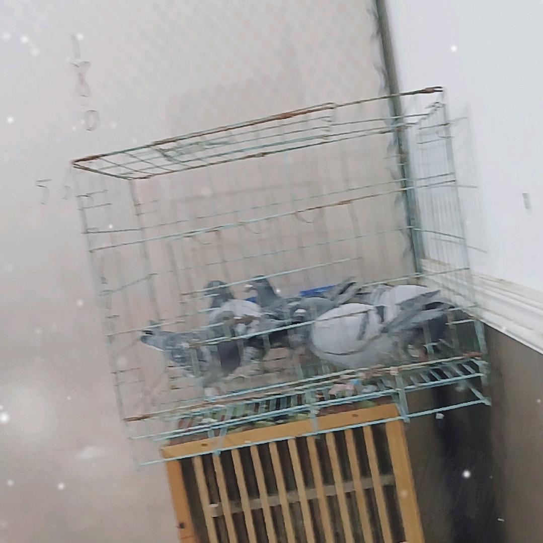 涡阳博豪宠物创意屋