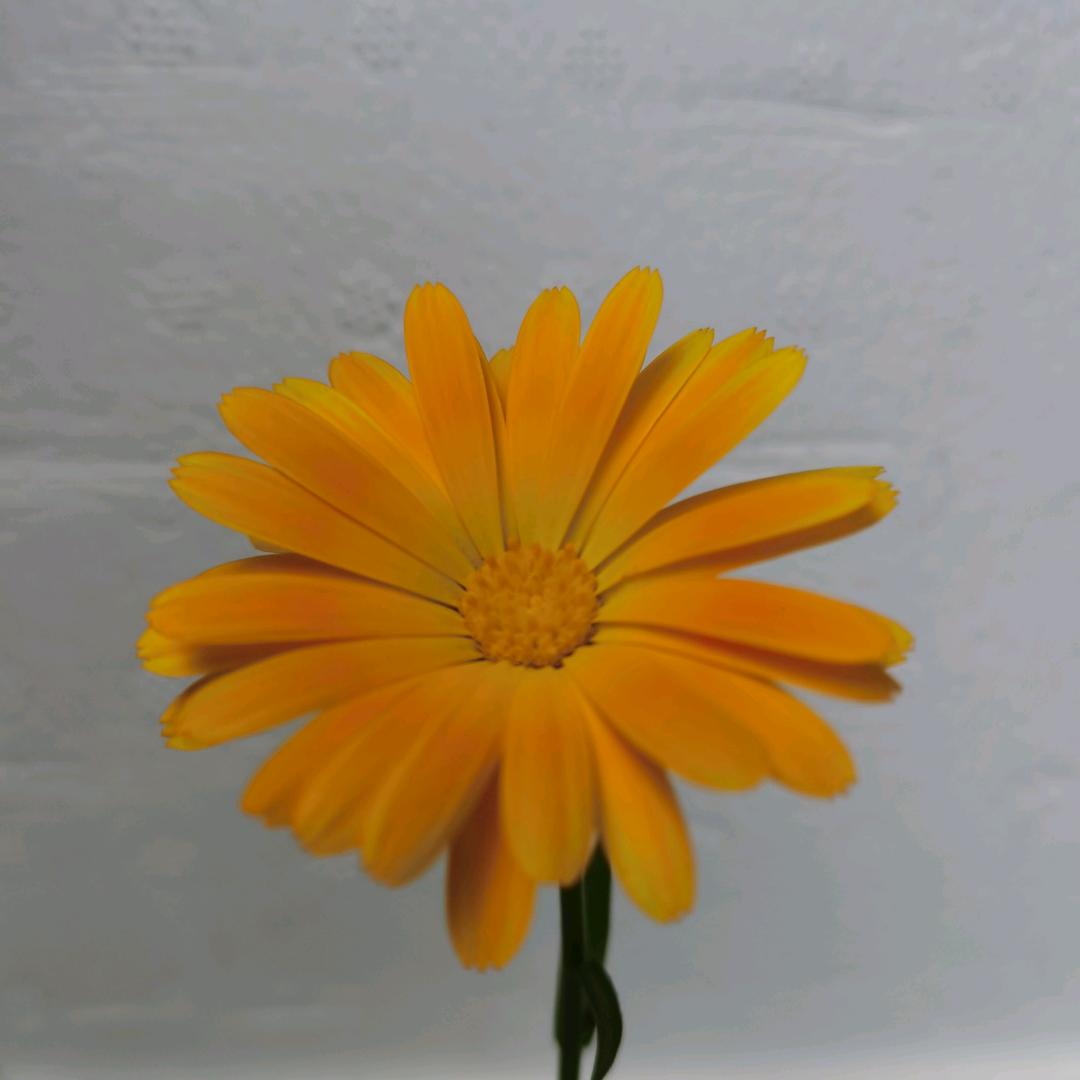 风吹浪涌中流柱