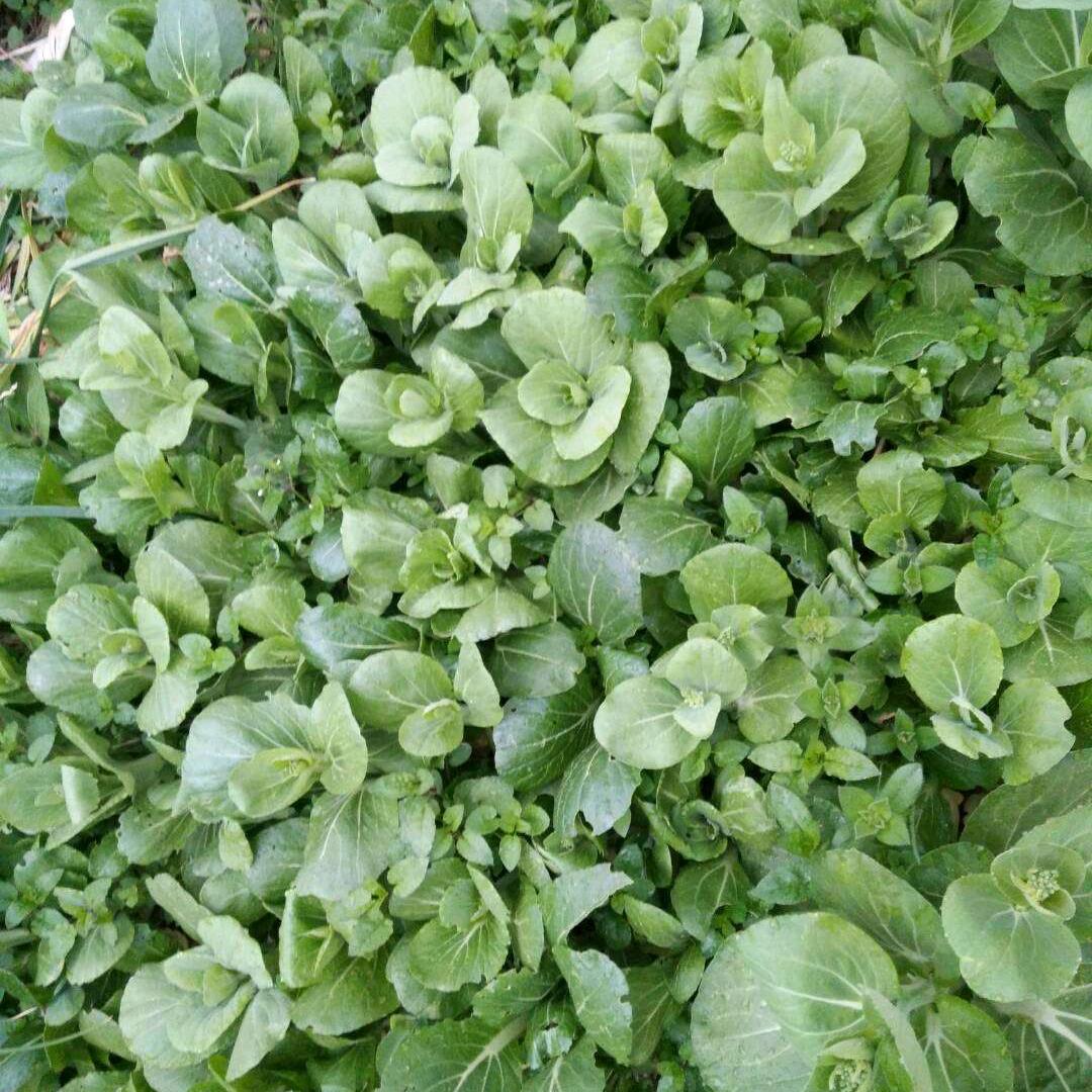 💞ღ᭄幸运꧔ꦿ᭄💞草