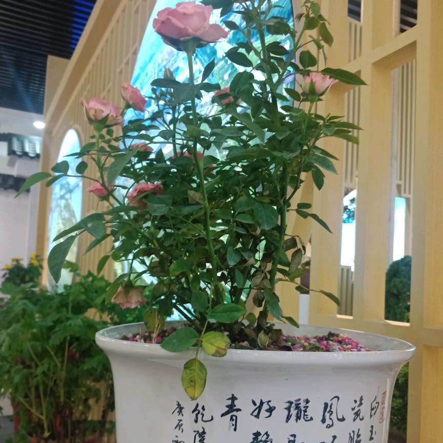 朱珠19570