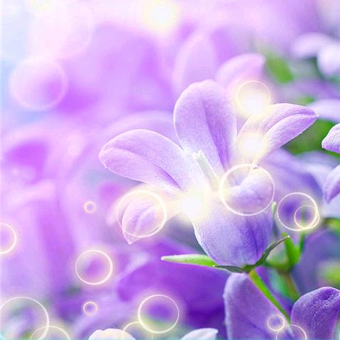 🍀吉祥财子🍀