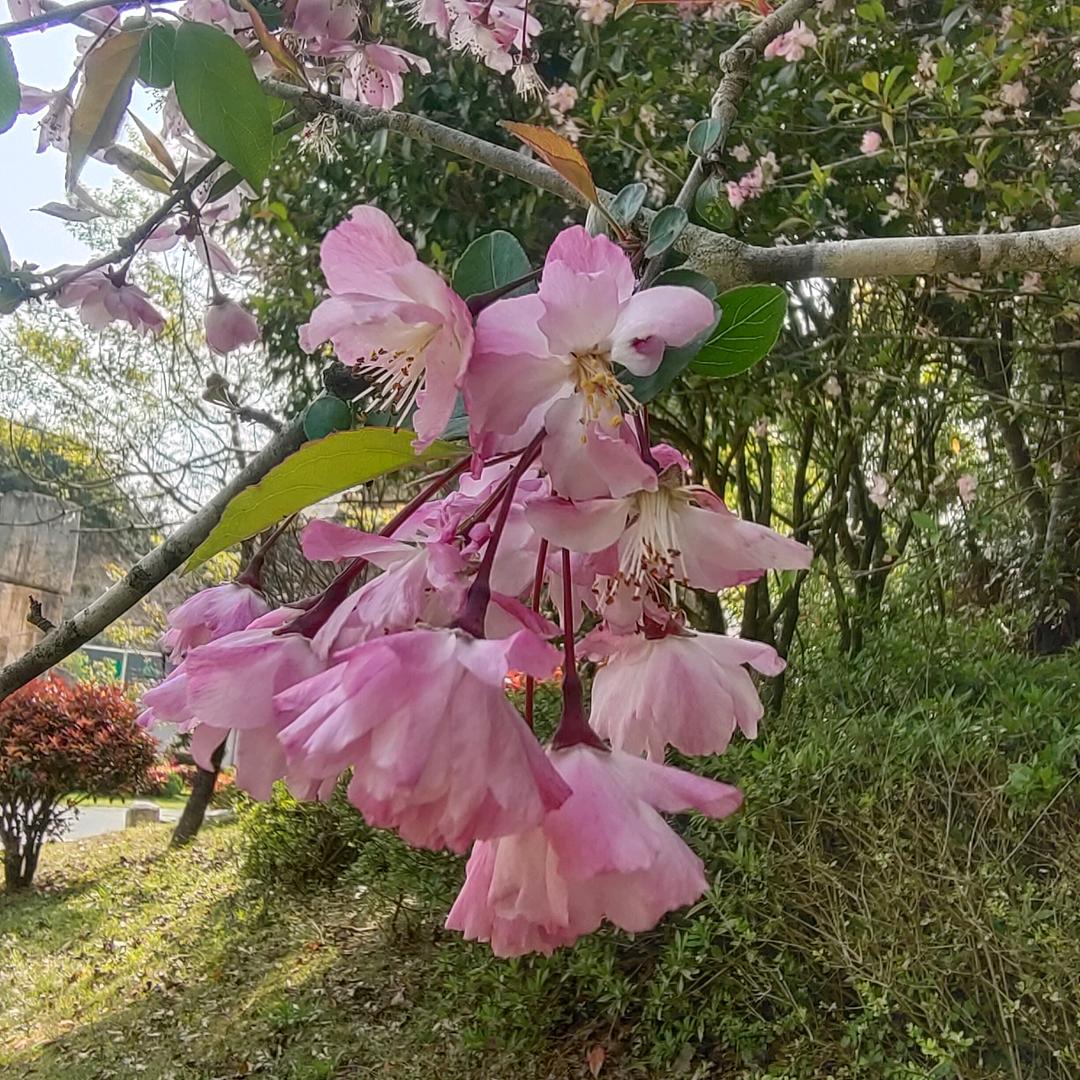 &华&姐&（做个无胆小英雄）