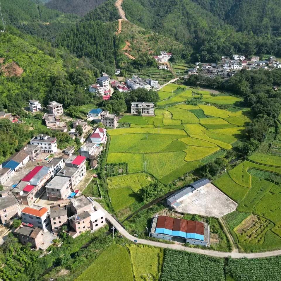 老陈农资