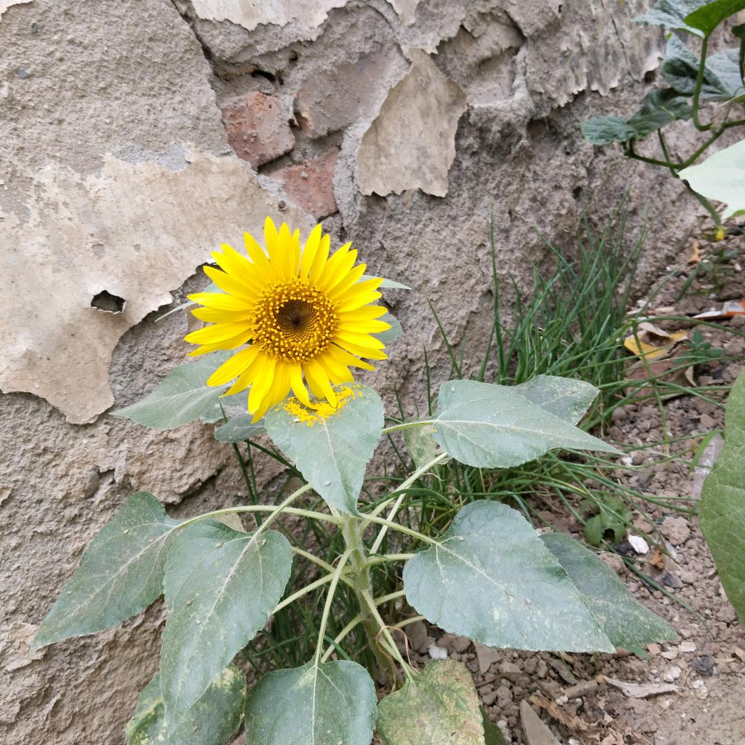 小封封