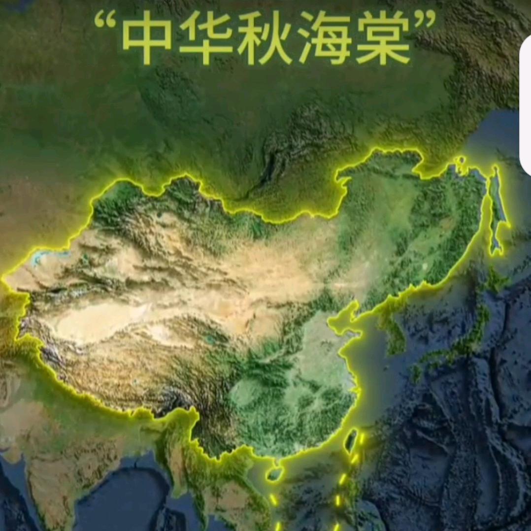 中华秋海棠