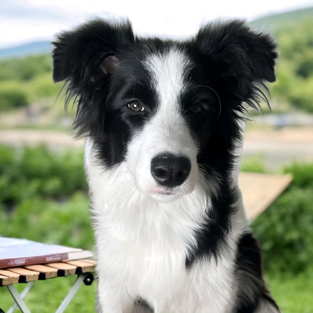 边牧小五和桃桃