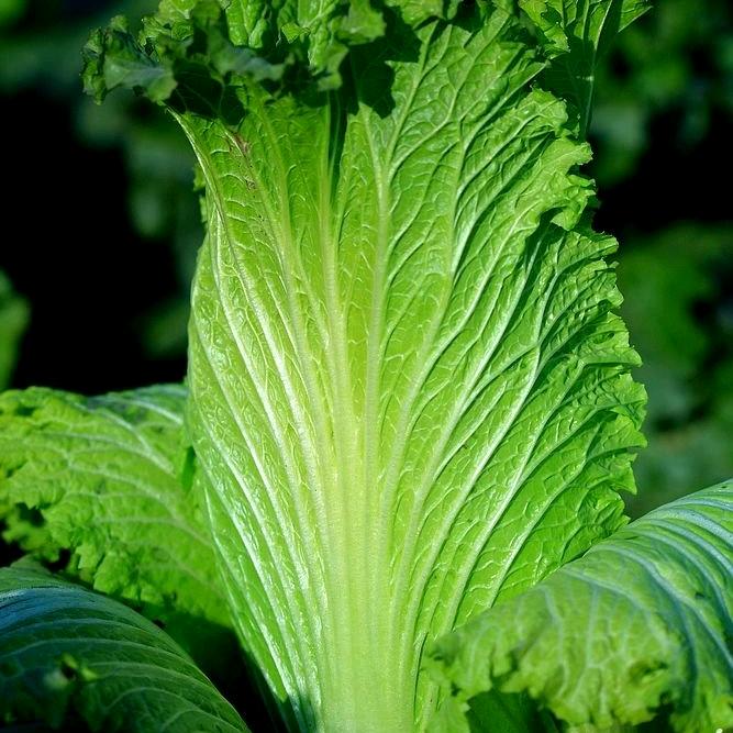 及时雨（善念）