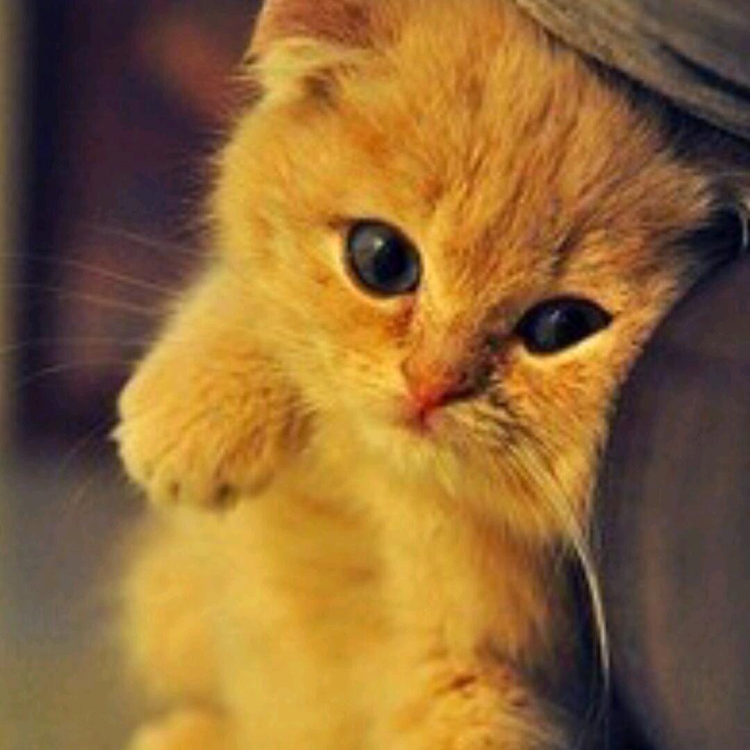 🐱一颗圆圆的火星🐱