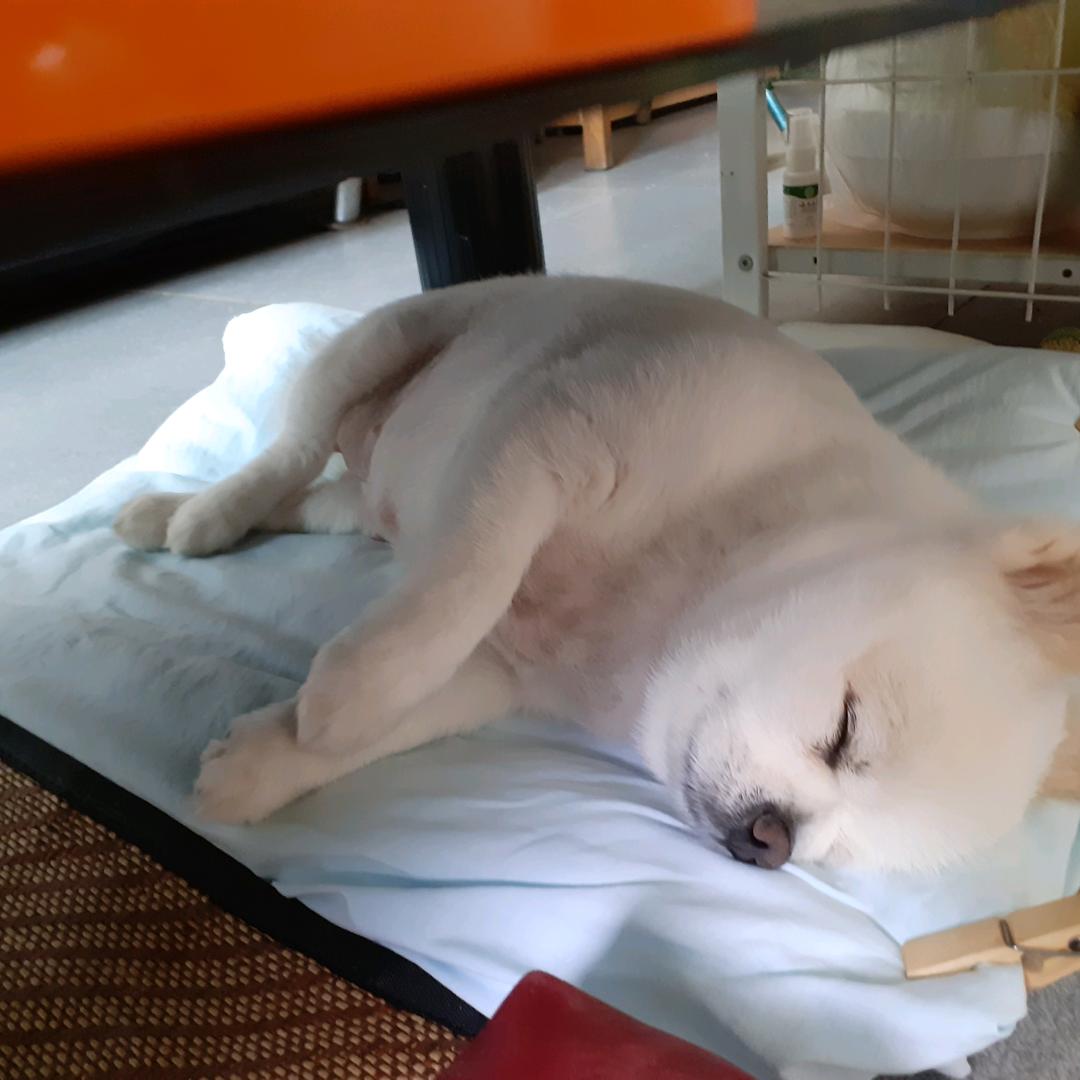 叁日玖刺郎