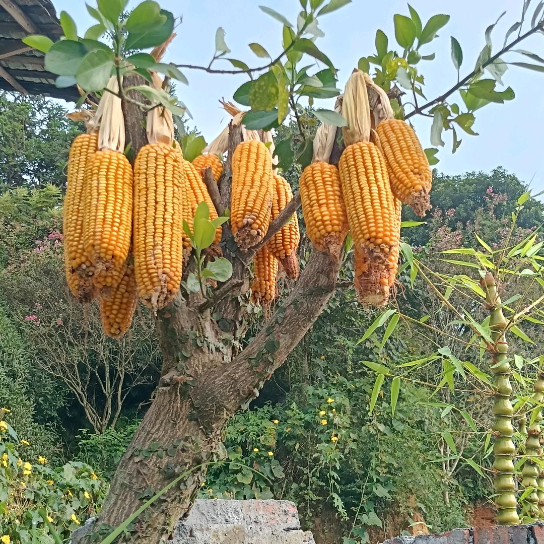 时来运转