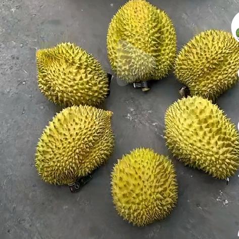 衡水榴莲哥（摆摊卖榴莲）