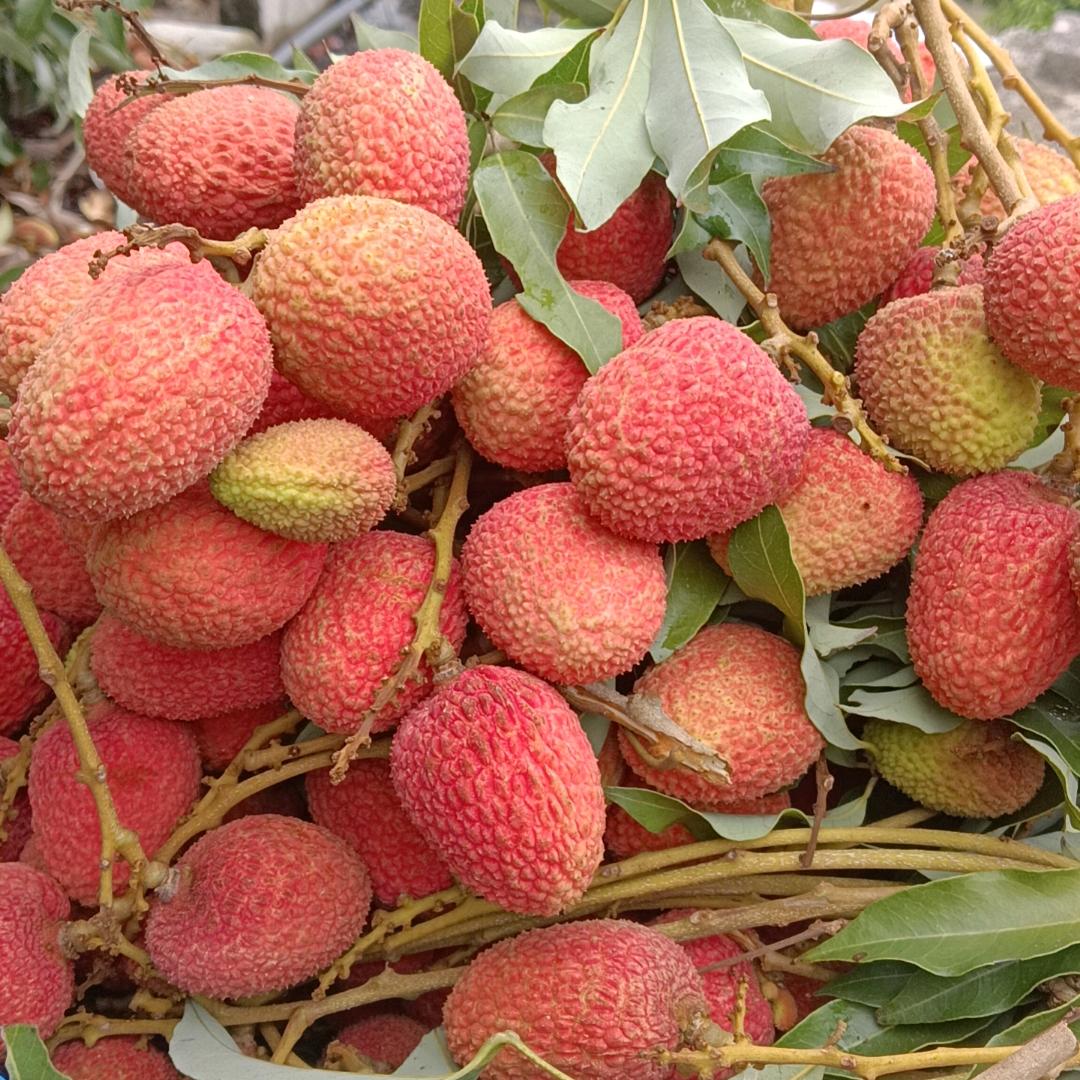 云南屏边各种水果种植小妹