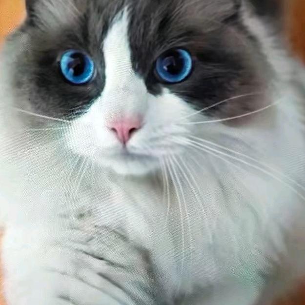 心若向阳，(果农477)，才