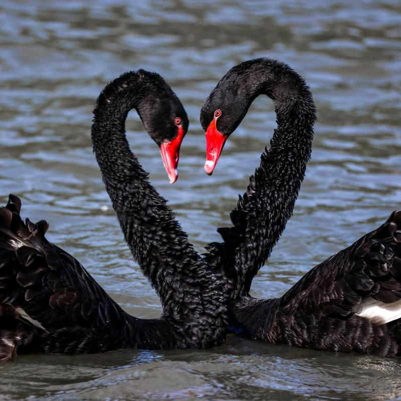 广西百色天鹅繁育基地🦢