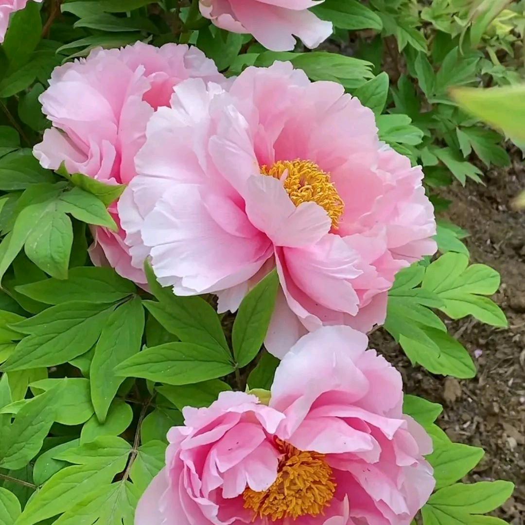 春暖花开