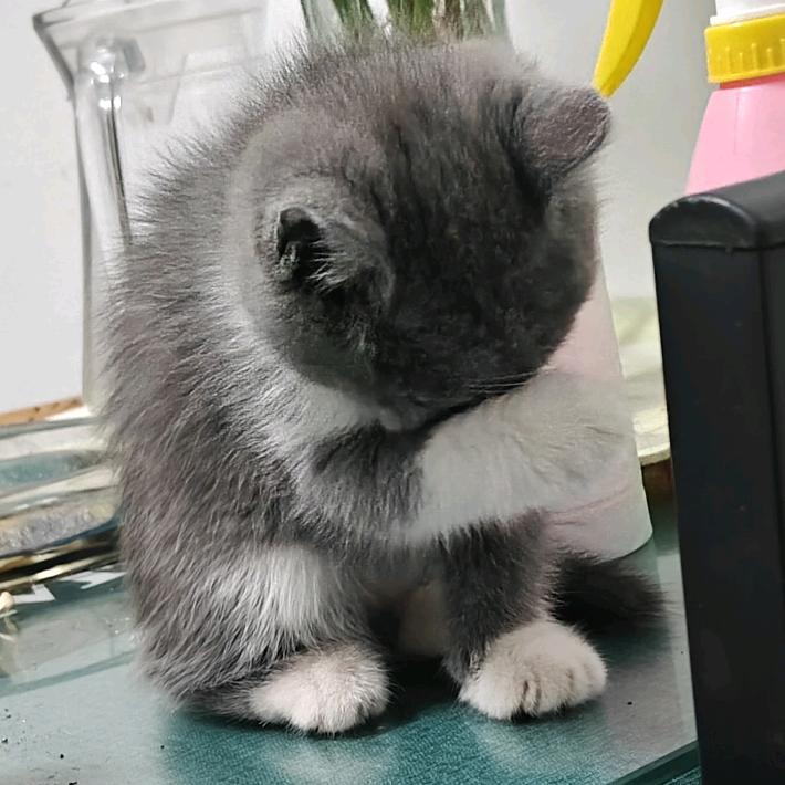 小虎币猫，来福
