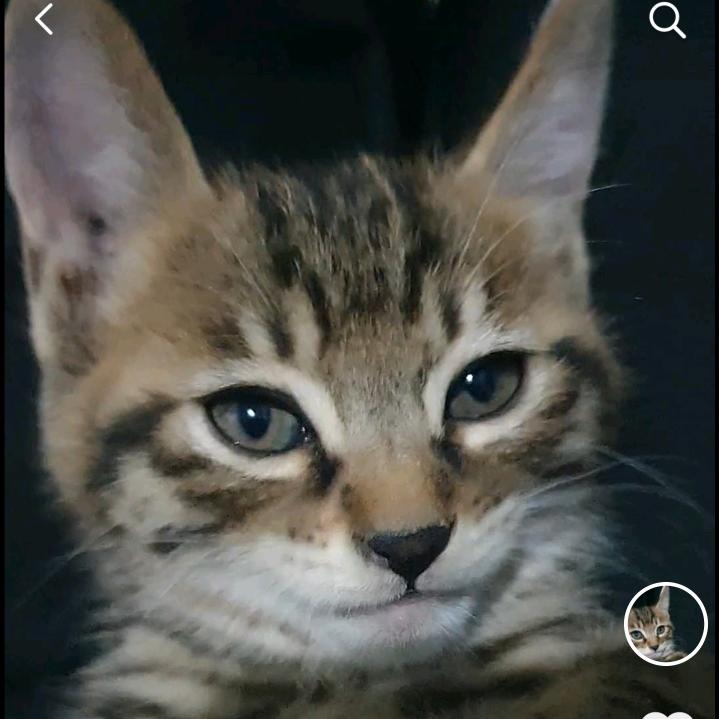 我家的小猫咪