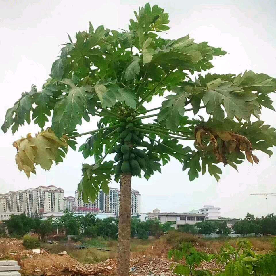真诚