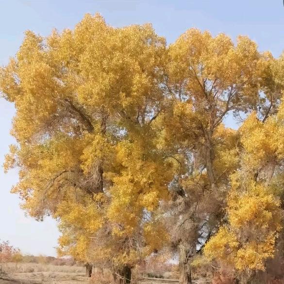 كۈلگىنە يۈرەك.